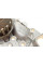 PA7715 BUGATTI Насос води Renault Kangoo/Megane/Clio 1.4/1.4i/1.4e 96- (B/B) (8 лоп)