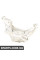 BACB51552002 Bapmic Поворотний кулак переднього мосту